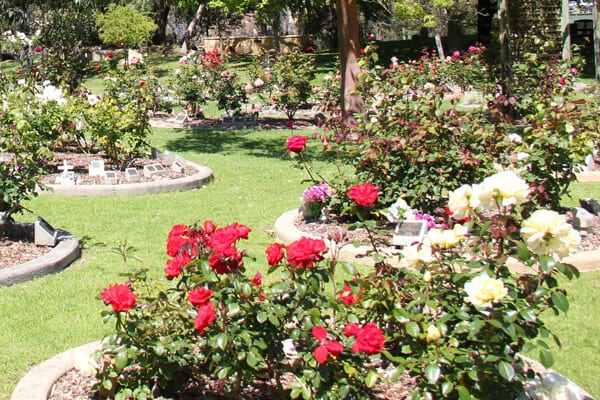 Memorial Garden Family Rose